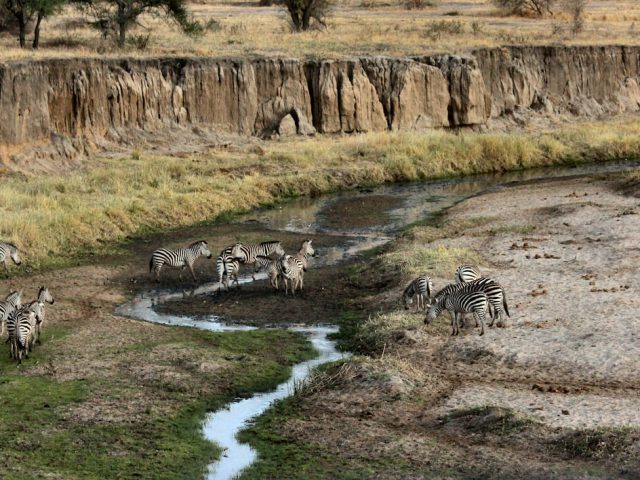 zebra near mountains